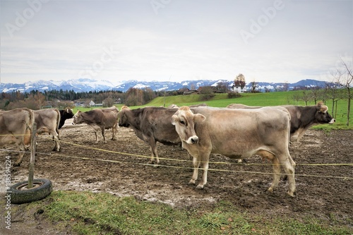 kühe auf einer Farm in Bubikon in der schweiz im Kanton  Zürich 