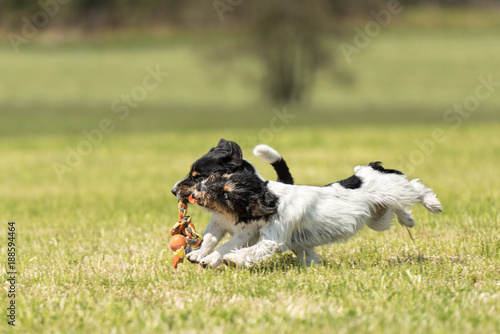 Two little hounds are playing energetically together with a ball and running with power and action over a meadow - purebred FCI tricolor Jack Russell Terrier male and female dog © Karoline Thalhofer