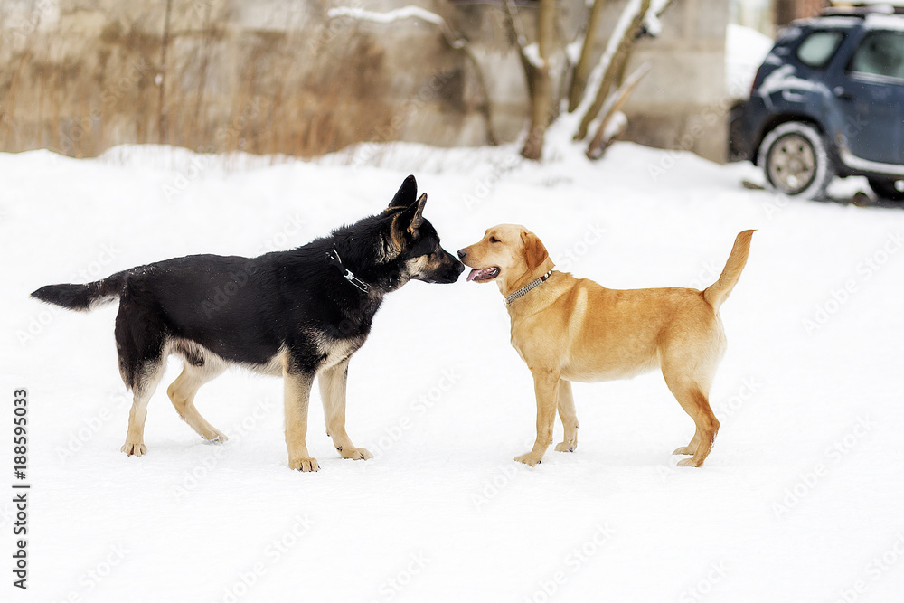 German shepherd and Labrador, sniffing each other German shepherd and Labrador, sniffing each other