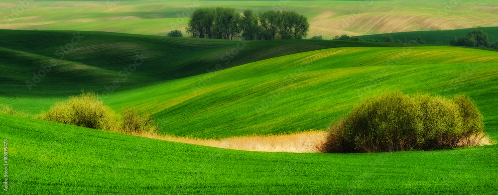 Obraz premium hilly field. spring morning. a beautiful sunrise in the field