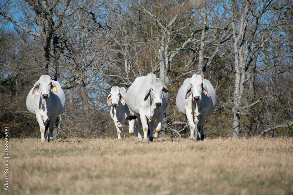 Brahma Cow Herd Brahma Cow Herd