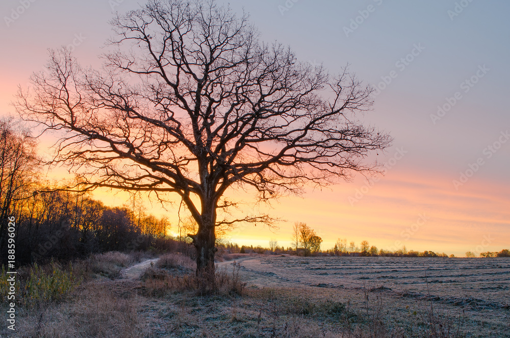 The tree in the early morning at sunrise in late autumn