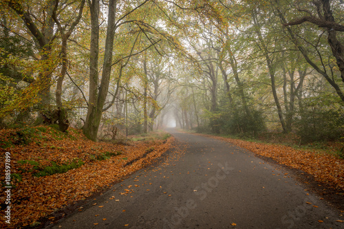 autumnal morning in country lane © Donna White