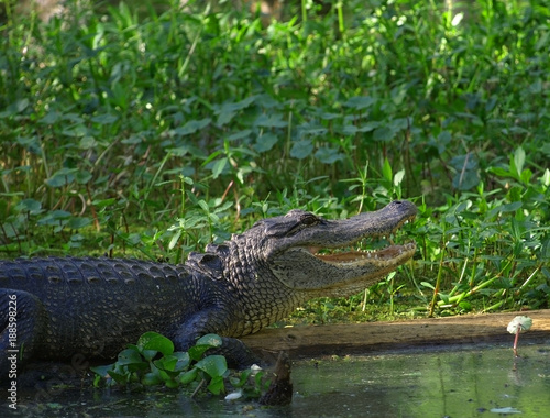 Alligator in a Green Bayou in Louisiana on a Swamp Tour