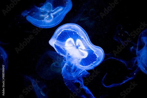 Moon jelly displaying bioluminescence photo