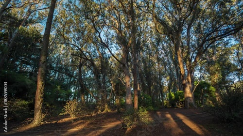 Big sur California coast. USA Forest Timelapse