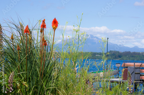 Blumen am Lago Llanquihue
