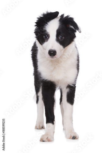 Schwarzweißer Border Collie Welpe isoliert auf weißem Hintergrund © DoraZett