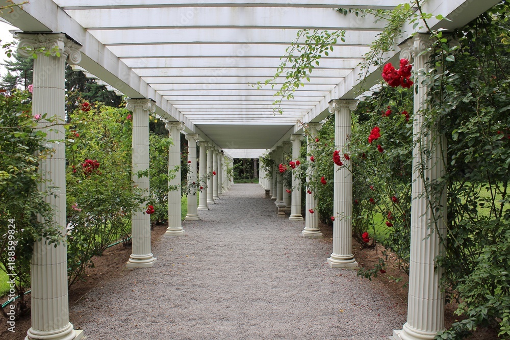 Fototapeta red roses climbing  white trellis with a pebble walkway