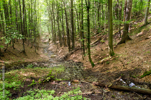 Fototapeta Naklejka Na Ścianę i Meble -  Forest Gully in Srubita Nature Reserve during Summertime, Beskid Zywiecki, Poland
