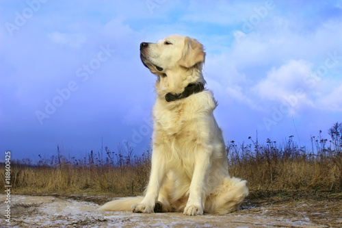 Golden Retriever Siting Outdoor. Dog Outdoor. Dog Sitting on The Road And Waiting For Owner.
