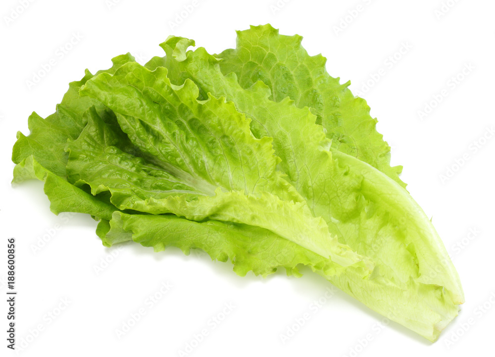 one salad leaf isolated on a white background one salad leaf isolated on a white background