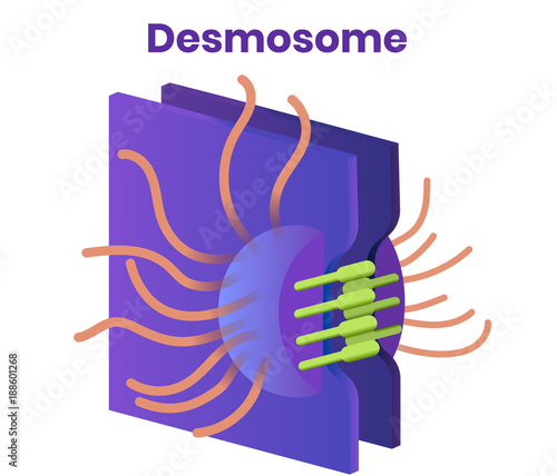 Desmosome vector. Illustration of the tight cell junction photo