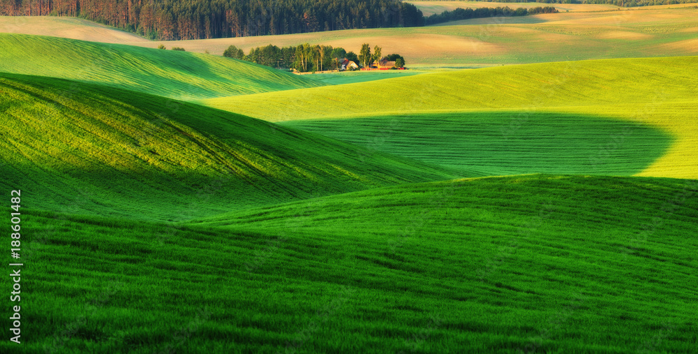 Obraz premium hilly field. spring morning. a beautiful sunrise in the field