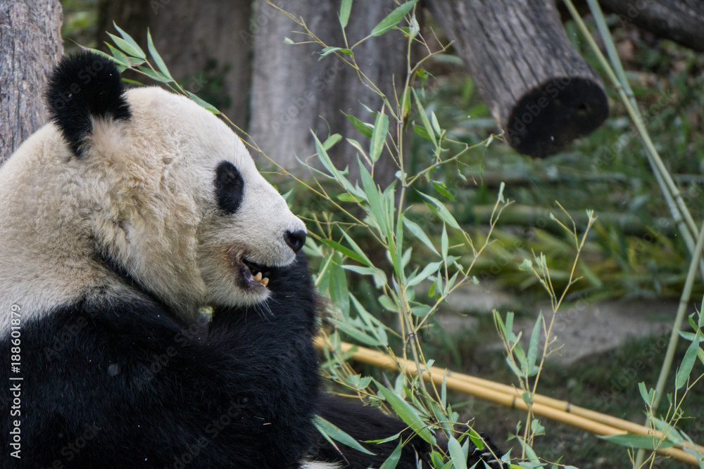 Fototapeta premium Panda taking a bite out of a bamboo branch