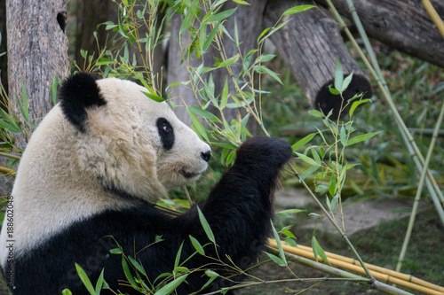 Fototapeta Naklejka Na Ścianę i Meble -  Giant panda inspecting food before eating it
