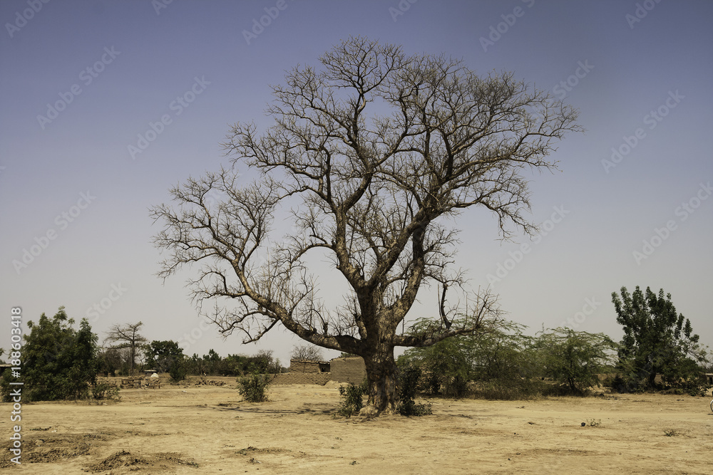 A african tree without leaves