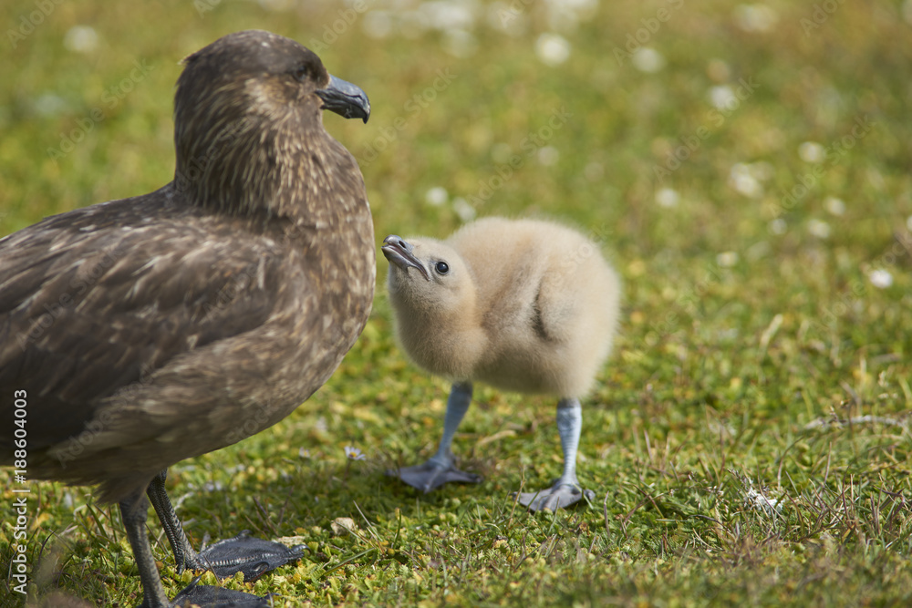 Adult Falkland Skua (Catharacta antarctica) with chick in a meadow on Bleaker Island in the Falkland Islands. Adult Falkland Skua (Catharacta antarctica) with chick in a meadow on Bleaker Island in the Falkland Islands.