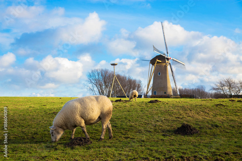 Sheep grazing near the mill. Rustic Dutch landscape.