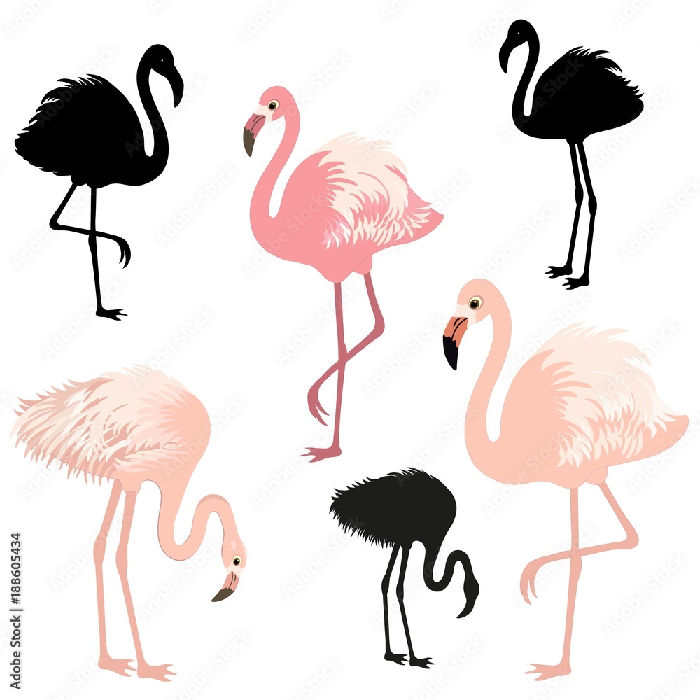Obraz premium Cute flamingo birds