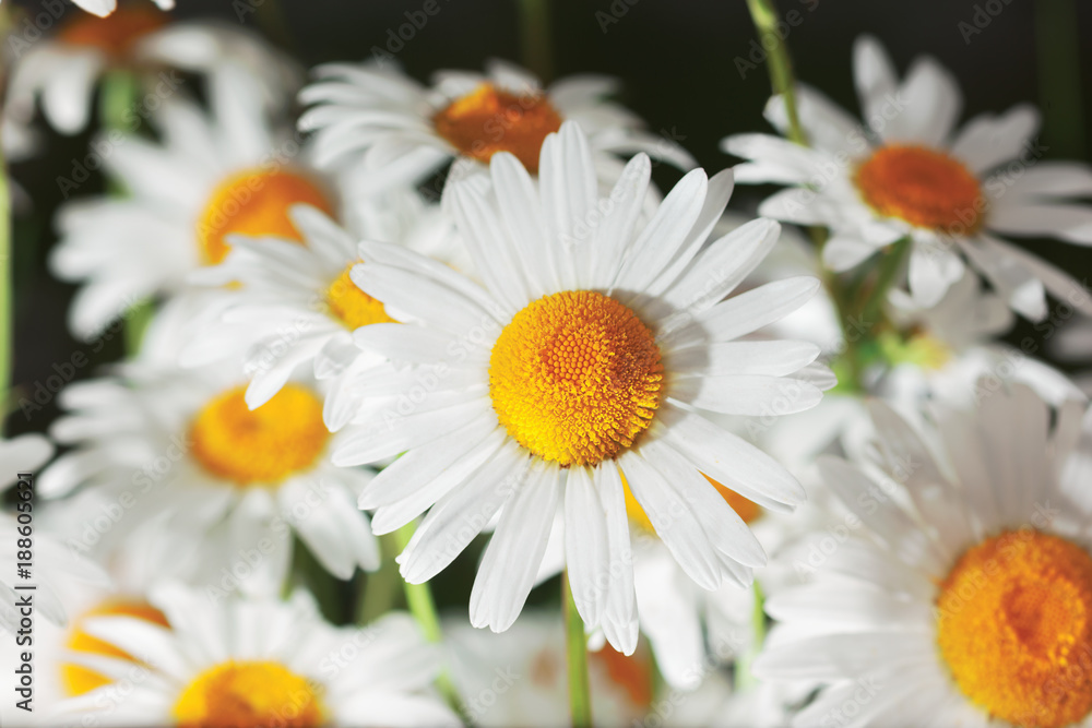 Flowering.  Blooming chamomile field, Chamomile flowers.