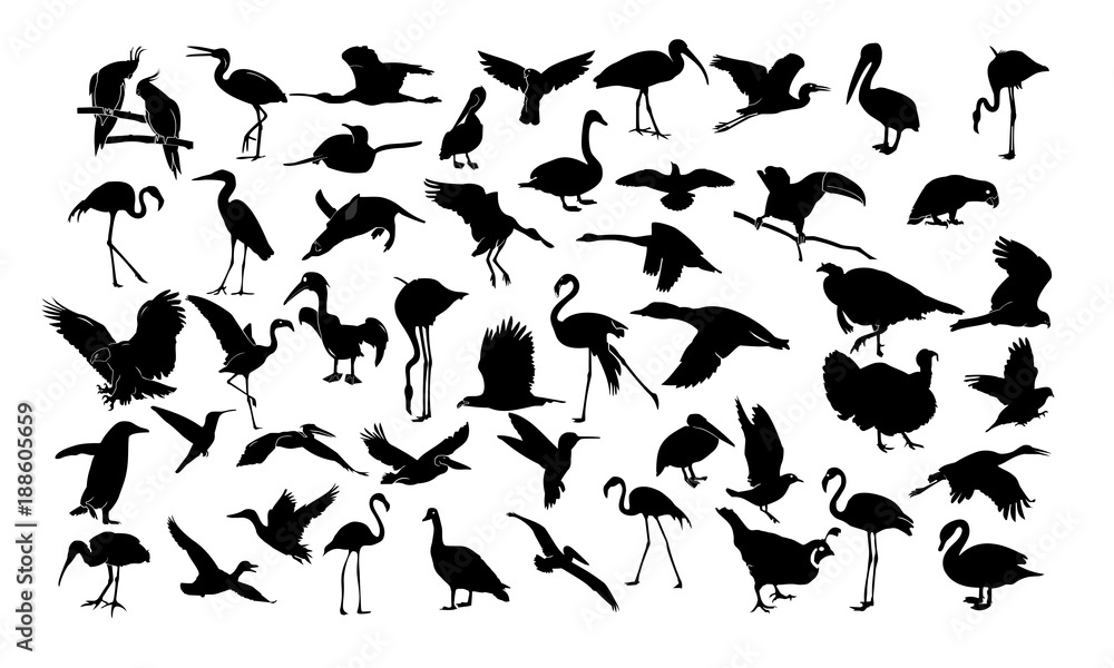 a collection of silhouettes of birds a collection of silhouettes of birds