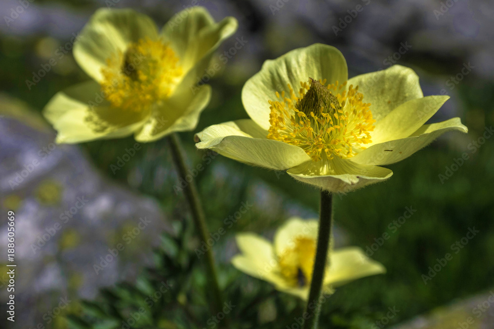 yellow flower yellow flower
