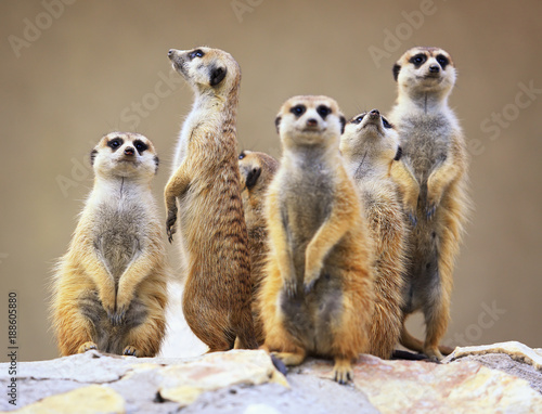 Foto Group of watching surricatas outdoor