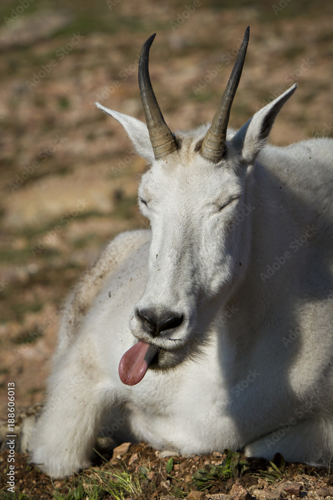 Mountain Goat Tongue OUt