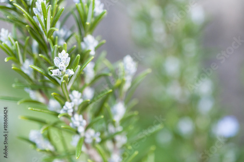 Blooming rosemary with blurred background