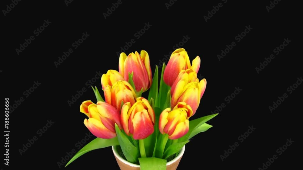 Time-lapse of opening red-yellow tulips in a vase 2b1 in PNG+ format with ALPHA transparency channel isolated on black background
Time-lapse of opening red-yellow tulips in a vase 2b1 in PNG+ format with ALPHA transparency channel isolated on black background
