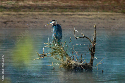 Great Blue Heron on stump