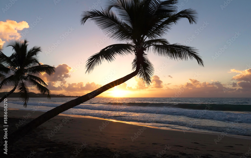 Sunset, paradise beach and palm trees, Martinique island.