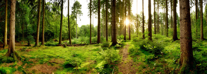 Deken met foto Bosweg Zonsopgang tussen bomen in Duits bos  © Günter Albers