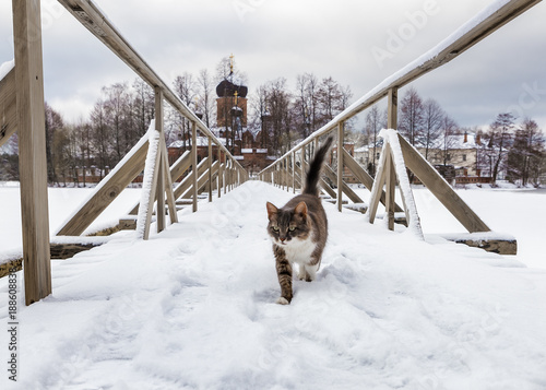 The monastery cat is on the bridge connecting the island with the land. Intercession Svyato-Vvedenskaya Ostrovnaya Pustyn. Vvedensky Island convent. Vladimir oblast. Russia.  photo