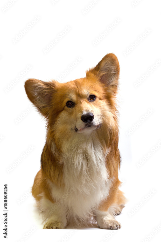 corgi fluffy portrait corgi fluffy portrait