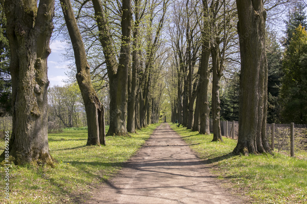 Old historic chestnut alley in Chotebor during spring season, trees in two rows, romantic scene Old historic chestnut alley in Chotebor during spring season, trees in two rows, romantic scene
