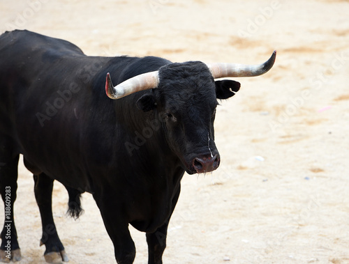 toro en españa