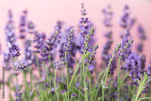 Lavender flowers.