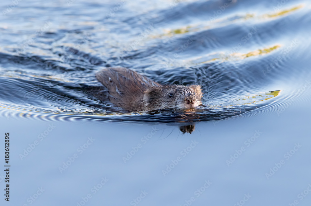 Cute muskrat swimming. found in wetlands over a wide range of climates and habitats Cute muskrat swimming. found in wetlands over a wide range of climates and habitats