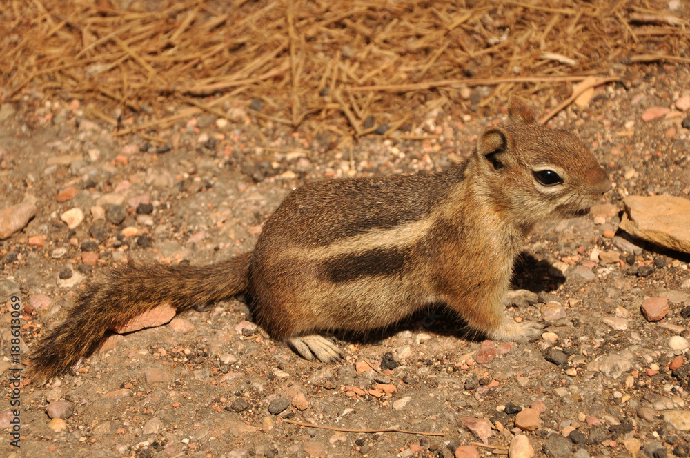 Chipmunk waiting in Bryce Canyon Chipmunk waiting in Bryce Canyon