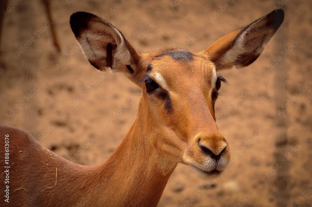 Portrait of an Amazed Brown Deer