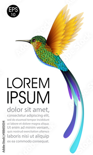 Hummingbird. Vector illustration of exotic flying Colibri Bird isolated on white background