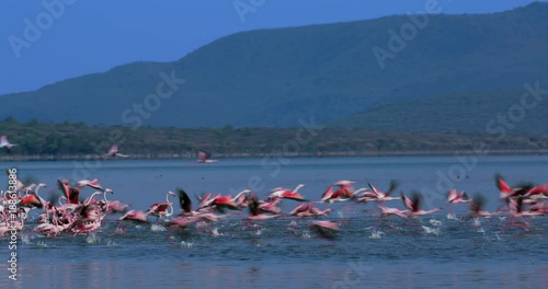 Greater & Lesser Flamingos Take Off From Lake Bogoria; Lake Bogoria; Baringo County, Kenya, Africa