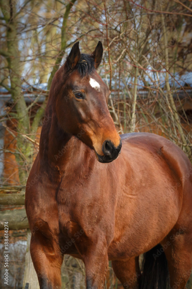 Brauner im Portrait Brauner im Portrait