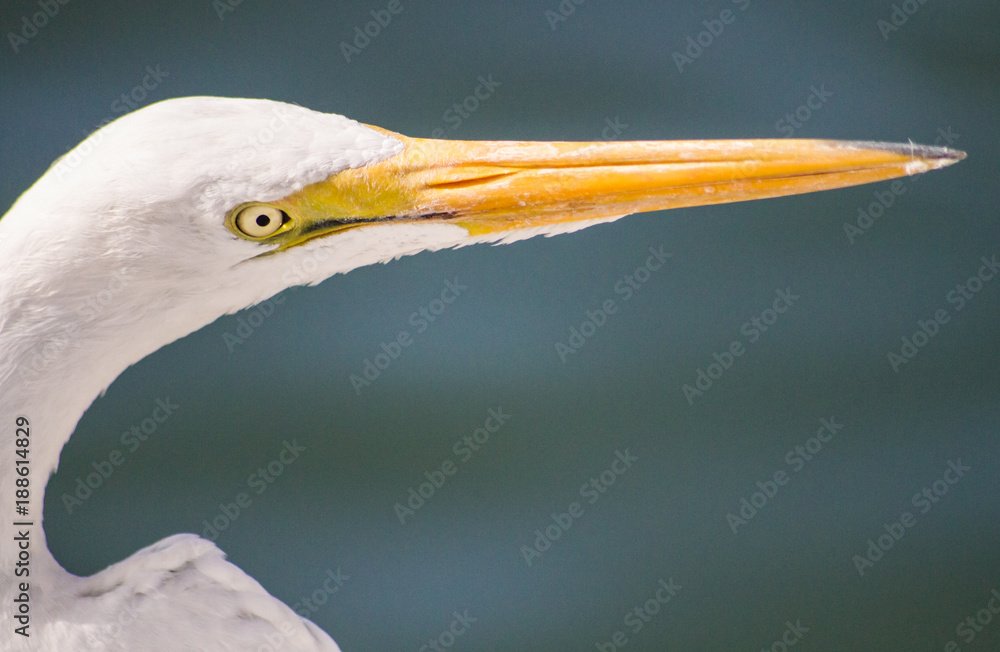 Great Egret in Summer