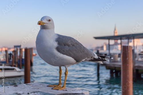 Seagull with the San Marco basin in the background  Venice  Italy