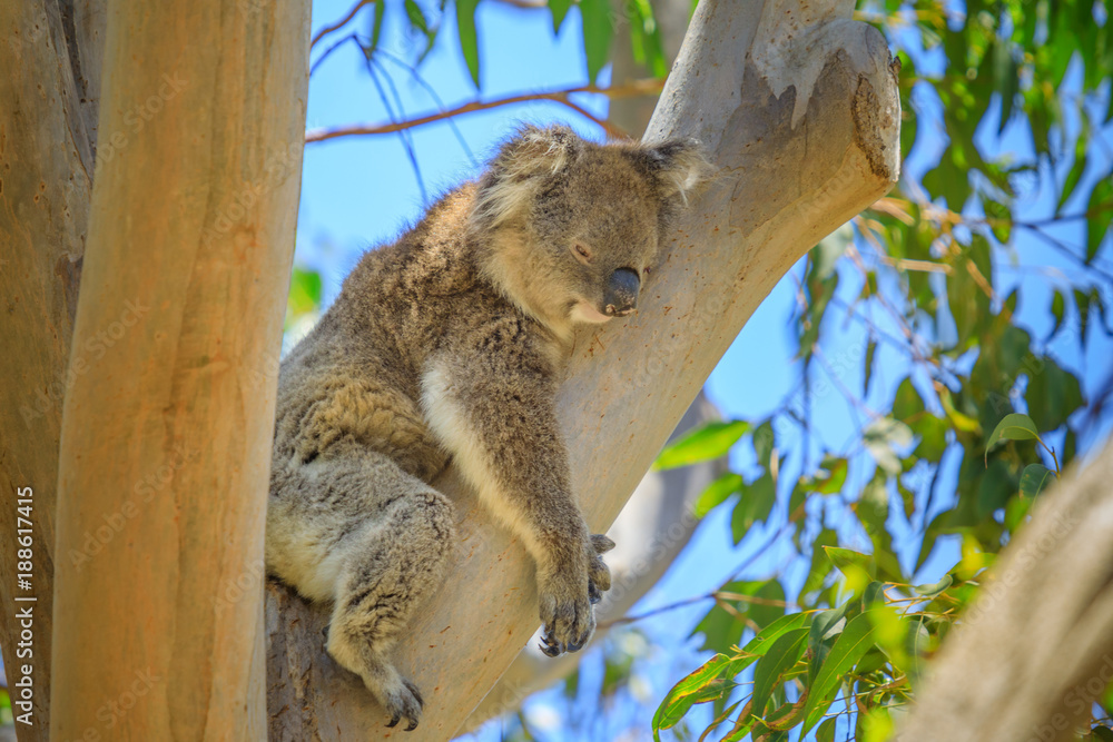 Naklejka premium Zbliżenie na dorosłego samca koala, Phascolarctos cinereus, śpi leżącego na gałęzi eukaliptusa w Parku Narodowym Yanchep w Australii Zachodniej. Yanchep jest domem dla kolonii koali od 1938 roku.