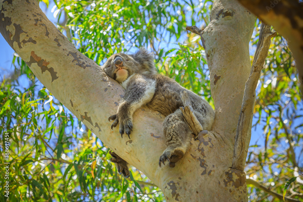 Naklejka premium Koala Phascolarctos cinereus śpi na drzewie eukaliptusa w Parku Narodowym Yanchep w Zachodniej Australii. Dzika Koala na świeżym powietrzu na pustyni.