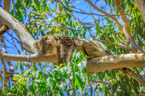 Fototapeta Naklejka Na Ścianę i Meble -  A koala, Phascolarctos cinereus, sleeping on a branch of eucalyptus in Yanchep National Park, Western Australia. Yanchep has been home to a colony of koalas since 1938. Blue sky, summer season.